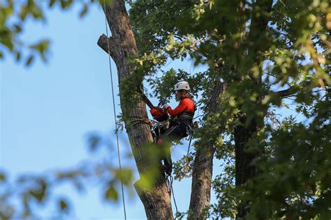 tree care cape coral fl|Professional Local Tree Trimming, Pruning & Removal .